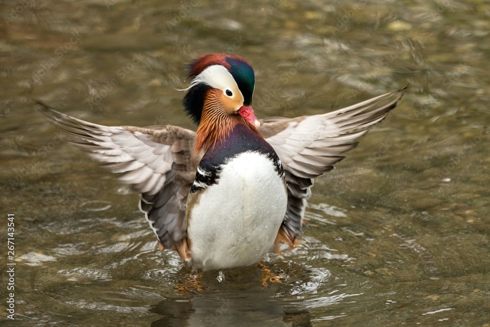 The mandarin duck (Aix galericulata) male duck swimming on the lake and ...