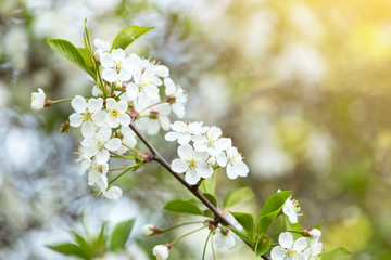 Wall Mural - Spring bloom, blossom, flowers on cherry tree branch close-up, macro