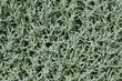 Rogownica kutnerowata, liście, Cerastium tomentosum