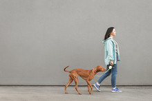 Beautiful Woman Owner With A Beautiful Brown Dog On A Leash Go On A Gray Background. Pet With The Owner And An Empty Space For Advertising. Street Walk With A Dog. Copyspace