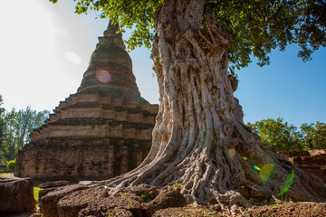 Sukhothai - Game of Thrones Tree