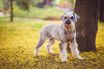 Happy, cute, funny dog Giant Schnauzer, pet walking in a summer park. Beautiful portrait of miniature schnauzer in the green grass. Selective and shallow focus.