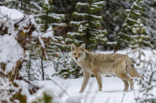 Wild Coyote Walking Passed In Deep Snow In The Woods