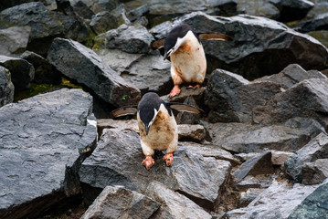 Two muddy Chinstrap Penguins hopping down the penguin highway on a rockslide, Half Moon Island, Antarctica