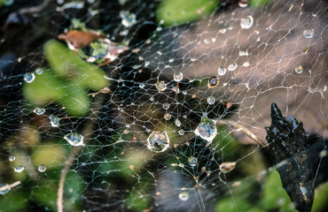 Water or dew droplets caught in a messy spider web in the garden