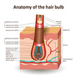 The structure of the hair bulb in cross skin layer, anatomical medical education training banner. Vector illustration.