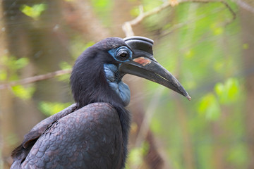 Wall Mural - Abyssinian Ground Hornbill (Bucorvus abyssinicus), Native to Northern Africa