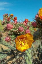 Cholla Cactus Blooming In Scottsdale