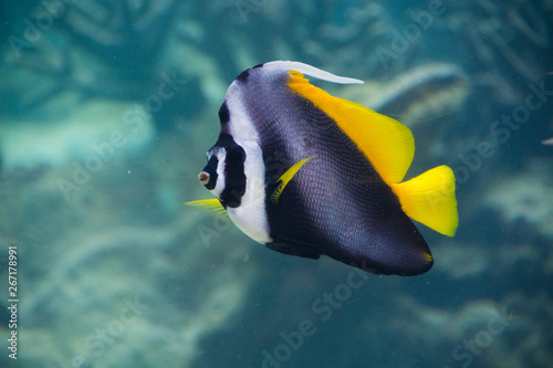 Singular Bannerfish Heniochus Singularius Is Black White And
