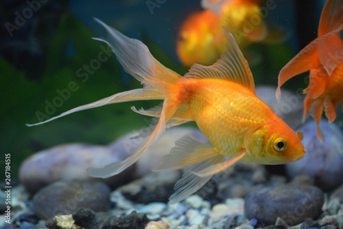 Fantail Comet Goldfish Buy This Stock Photo And Explore Similar