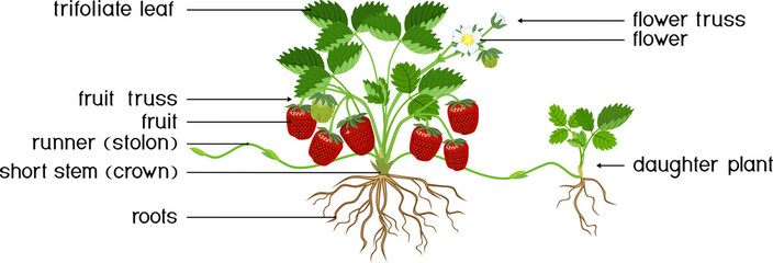 Wall Mural - Parts of plant. Morphology of strawberry plant with green leaves, red berries, root system and daughter plant isolated on white background with titles