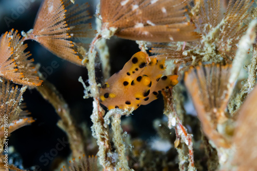 Pikachu nudibranch on a coral reef in Myanmar Wallpaper Mural