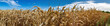 Ein Feld mit Weizen vor blauem Himmel