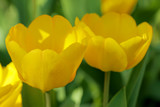 Fototapeta Dmuchawce - yellow tulips in the garden
