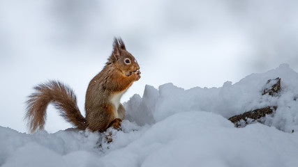 Wall Mural - red squirrel eating a nut sat on a snow covered log with a white background.