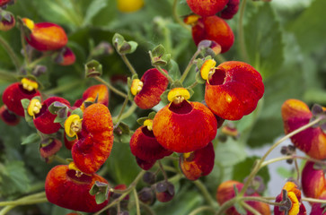  Calceolaria called ladys purse slipper flower