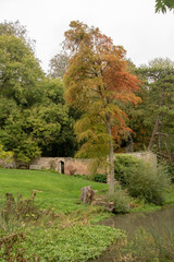 Wall Mural - autumn in the park