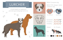 Designer Dogs, Crossbreed, Hybrid Mix Pooches Collection Isolated On White. Flat Style Clipart Infographic