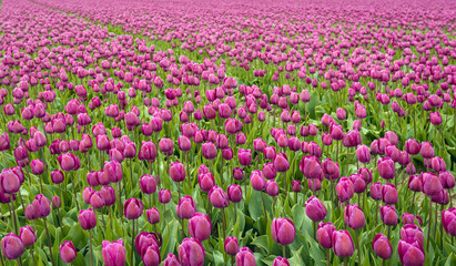 Wall Mural - Full screen image with purple colored tulips in seemingly endless flower beds at a specialized Dutch bulb nursery. It is springtime now.