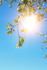 Poster - tree branches against the  sky with bright sunshine