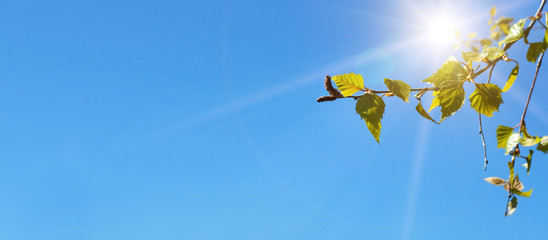Poster - tree branches against the  sky with bright sunshine
