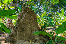 A Very Big Termite Hill In The Forest
