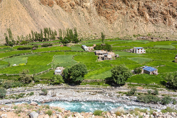 Wall Mural - Green summer view of the Indus valley in Himalaya mountains in Ladakh