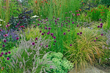 Detail Of A Flower Border With Wild Planting Of Achillea, Allium And Grasses