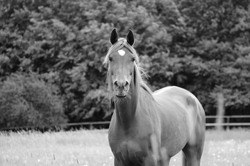 black and white portrait of a beautiful horse on the paddock