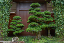 Japanese Welcoming Pine Landscape