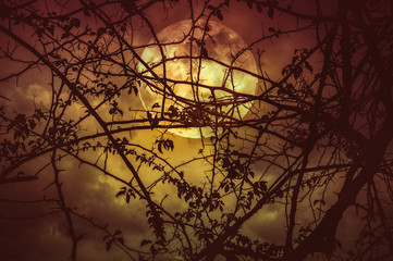 Wall Mural - landscape of sky with super moon behind silhouette of tree branch.
