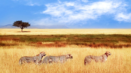 Wall Mural - group of cheetahs in the african savannah. africa, tanzania, serengeti national park. wild life of a