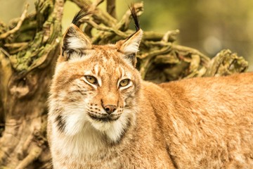 Wall Mural - Close up portrait of European Lynx resting in spring landscape in natural forest habitat, lives in forests, taiga, steppe and tundra, animal in captivity, zoo