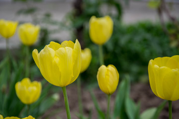 Close-up of a single yellow tulip flower with blurred flowers as background, spring wallpaper, selective focus, colorful tulips field