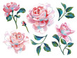© Galakam - Bright floral set isolated on white. Opulent pink roses collection drawn by acryl. Decorative flower elements for prints, card, poster, banner, wrapper or surface.
