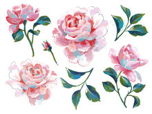 Bright Floral Set Isolated On White. Opulent Pink Roses Collection Drawn By Acryl. Decorative Flower Elements For Prints, Card, Poster, Banner, Wrapper Or Surface.