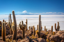 Cactuses In Incahuasi Island, Salar De Uyuni  Salt Flat, Potosi, Bolivia