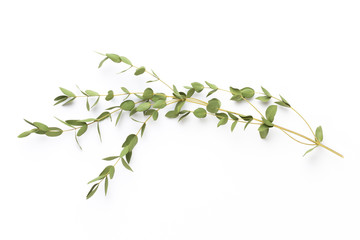 Dried flowers on white background. Flat lay, top view.