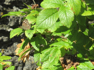 Wall Mural - Butterfly on a leaf