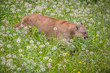 Canadian cougar among flowers. Big cat and flowers.