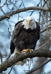 Sticker - Bald Eagle perched