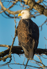 Sticker - Bald Eagle perched