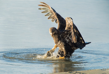 Sticker - Bald Eagle with Salmon