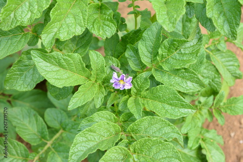 野菜 家庭菜園イメージ素材 ジャガイモの葉と花 Stock Photo Adobe Stock