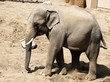 札幌円山動物園で人気のアジア象