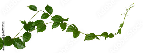 Fotografía Plant tropical foliage vine, Ivy green hang isolated on white background, clippi