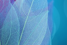 Skeleton Blue Leaf Set Macro.skeletonized Leaf  Close-up On Blue Blurred Bokeh Background.Group Of  Skeleton Leaves.Macro Structure Delicate Skeletonized Leaf. Abstract Leaves Background