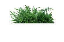 Green Leaves Hawaiian Laua'e Fern Or Wart Fern Tropical Foliage Plant Bush Nature Backdrop Isolated On White Background, Clipping Path Included.