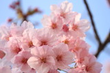 Fototapeta Kwiaty - sakura