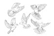doves illustration set